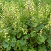  Csszerojt. TELLIMA grandiflora.