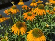  Kasvirg narancssrga szn. Echinacea purpurea Now Cheesier.