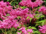  Magas legyezf. Filipendula rubra
