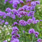  Ernys verbna.VERBENA bonariensis