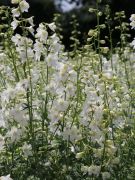  Szarkalb /sarkantyf/ fehr virg. DELPHINIUM Belladonna 