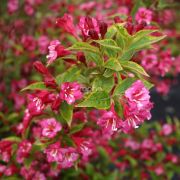  Rzsalonc tarka levelekkel. Weigela Florida 'Brigela'.