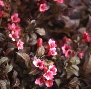  Rzsalonc, rzsaszn virg. Weigela florida 'Victoria'.