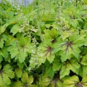  Heucherella Art Noveau  